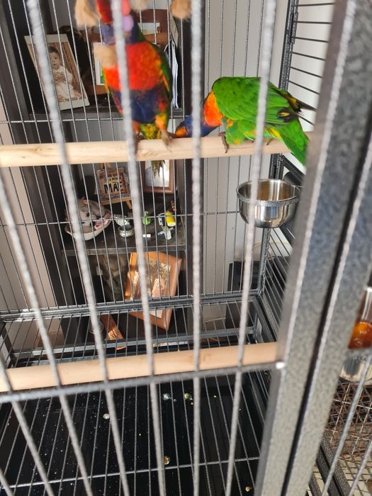 Casal de loris e gaiola grande de paoagaio nova 2 meses
