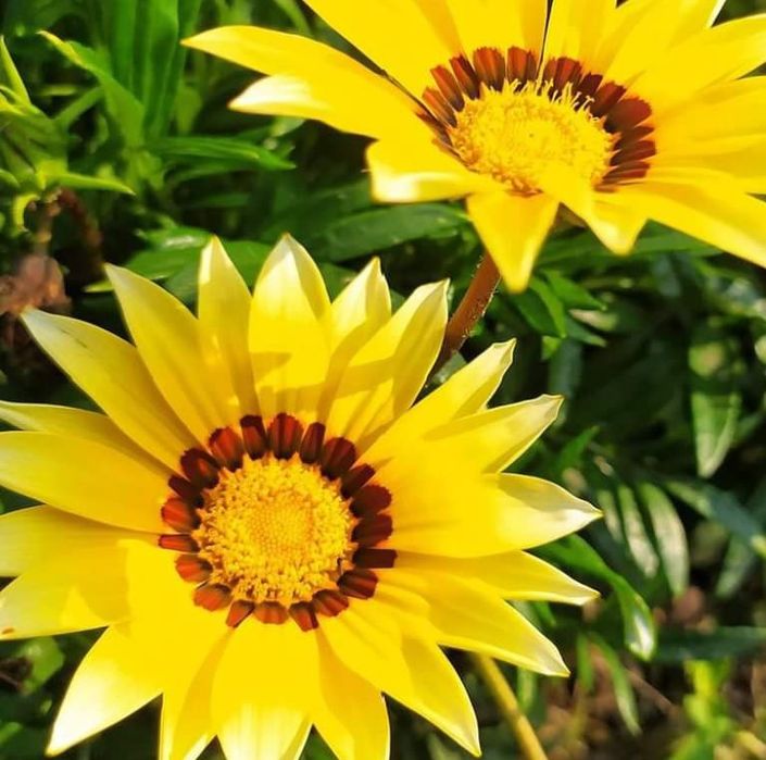 Ромашки африканські. Насіння