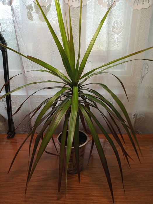 Драцена 95 см и 65 см