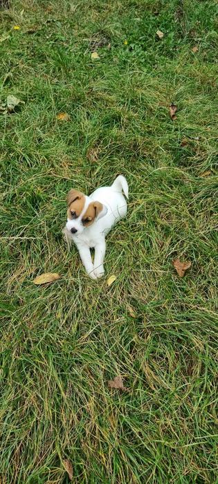 Jack Russell Terrier