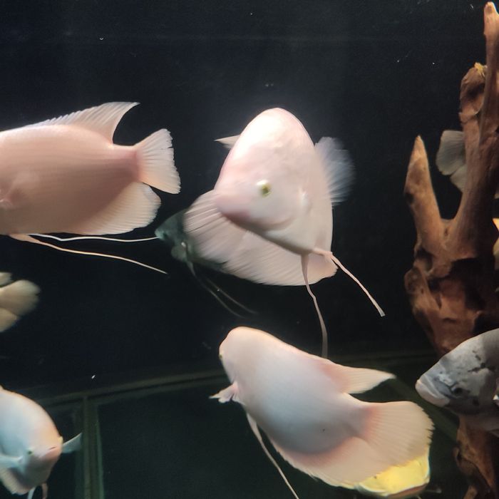 GURAMI Olbrzymie albino gold