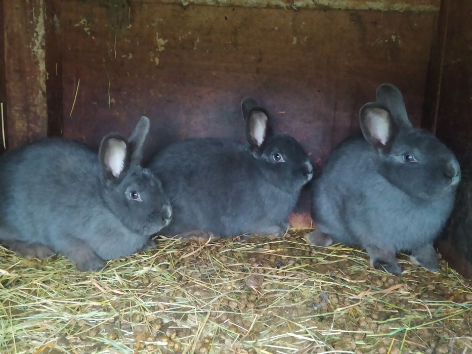 Króliki Wiedeńskie Niebieskie