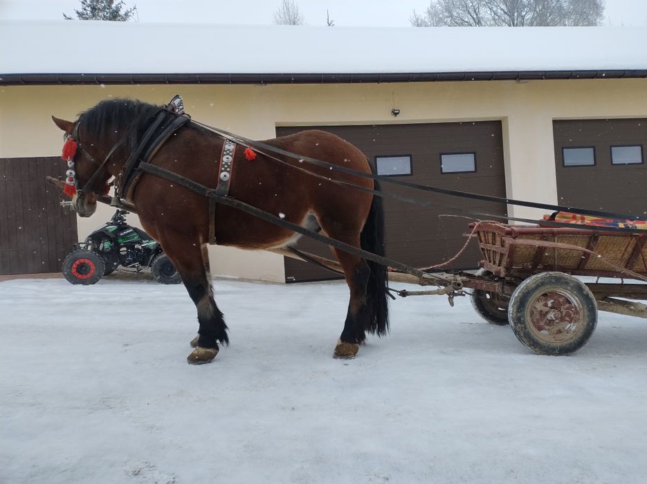 Koń Walach trzy lata