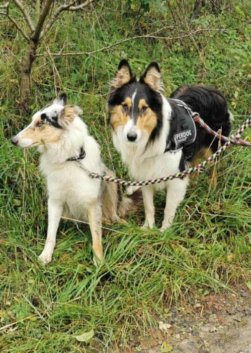 Owczarki szkockie collie