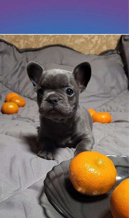 Лапуля блакитний хлоп цуценя