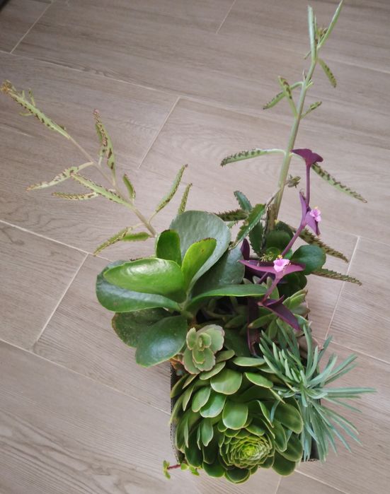 10 Suculentas por 5€