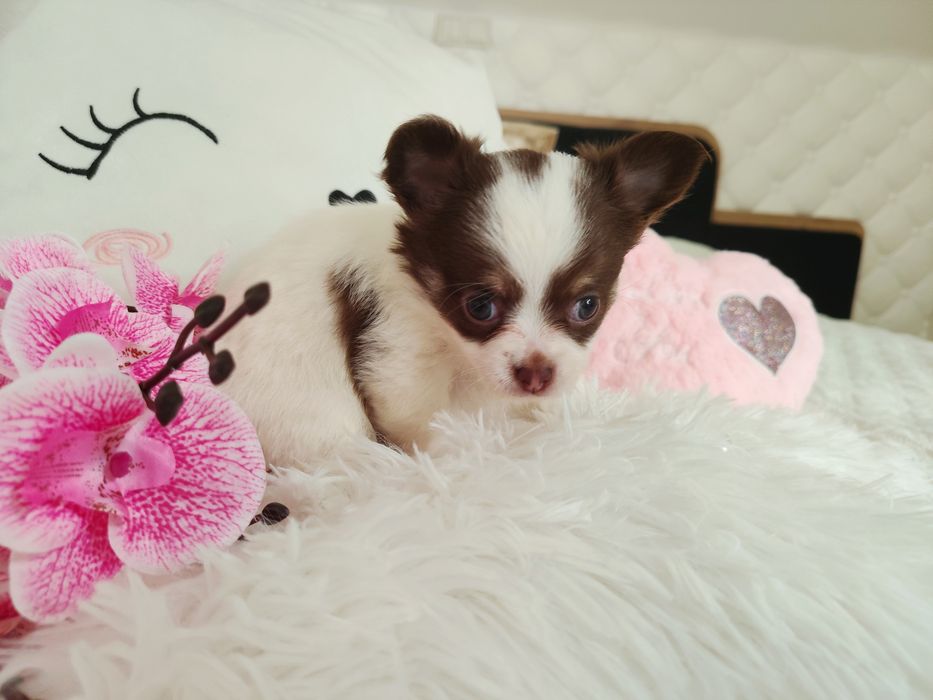 Chihuahua długowłosa suczka