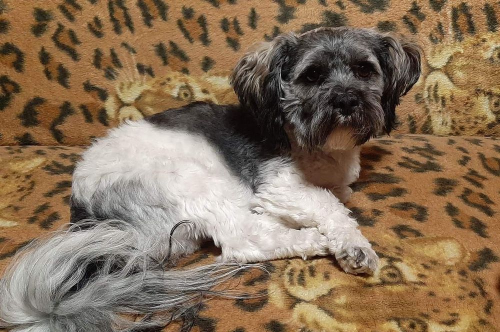 Piesek Hawańczyk do REZERWACJI