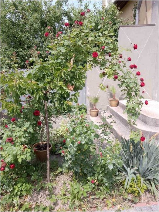 Продам будинок в Івано-Франківську по вул. Січинського.