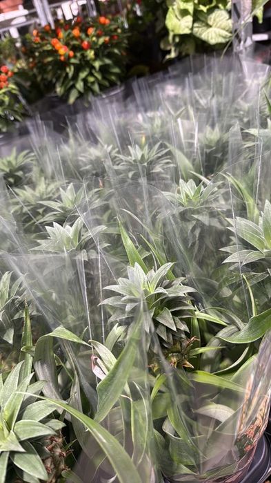 Ананас кімнатний