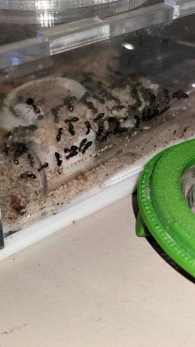Poczwarki Crematogaster Scuteralis