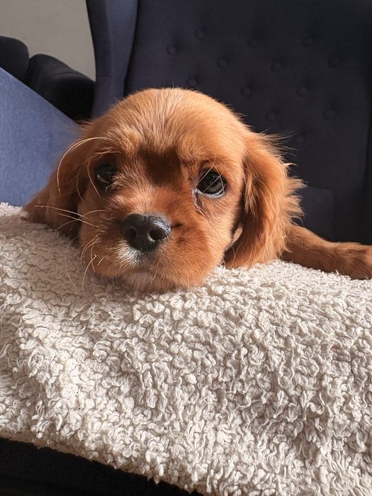 Cavalier King Charles Spaniel piesek.