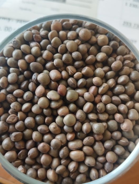 Вика яра вика озима