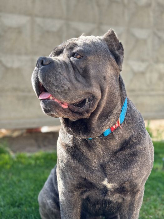 Вязка Кане-Корсо