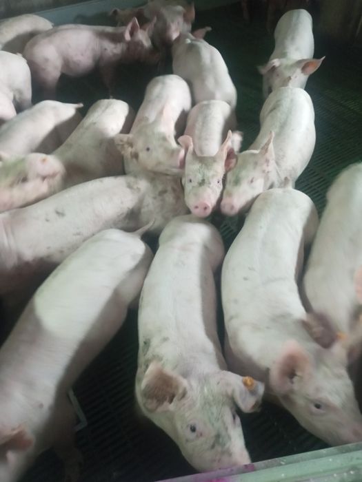 Продам поросята мясної породи