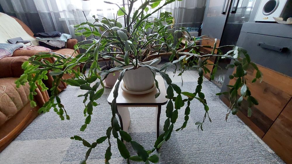 Рождественник Різдвяник 120 см діаметр