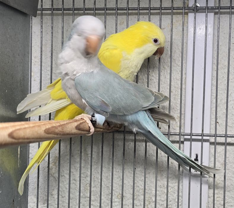 Conures amarelos e azuis