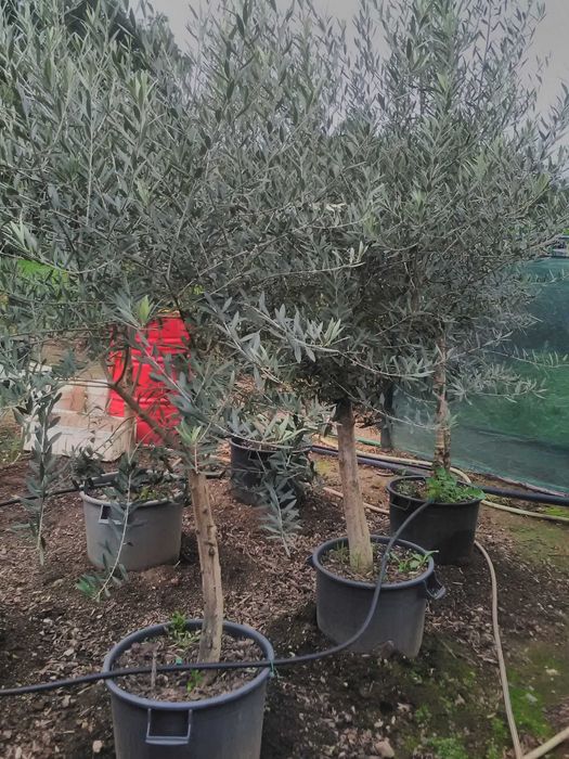 Oliveiras Galega para olival ou jardim