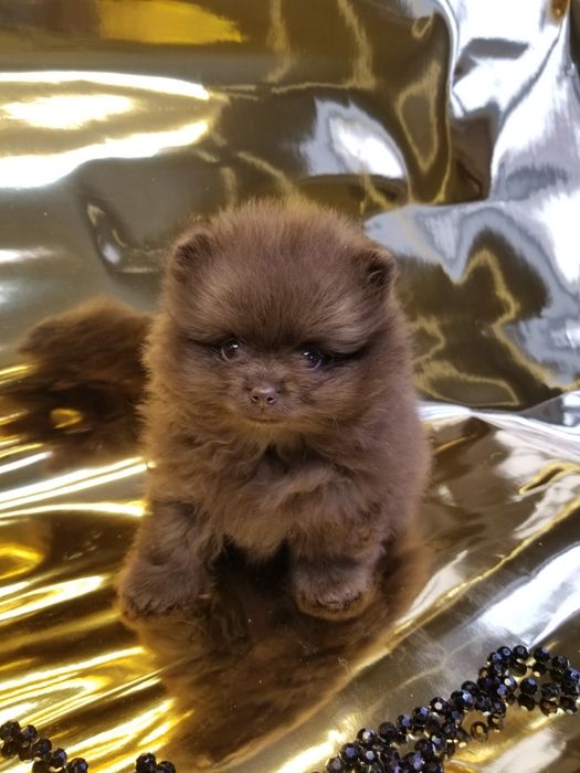 Мальчик померанский шпиц