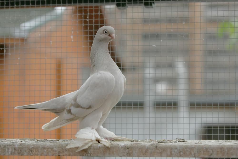 Berliński Krótkodzioby od Mistrza Polski !!! POLECAM !!!