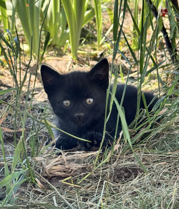 Кошеня, Кошенята шукають  люблючу родину.
