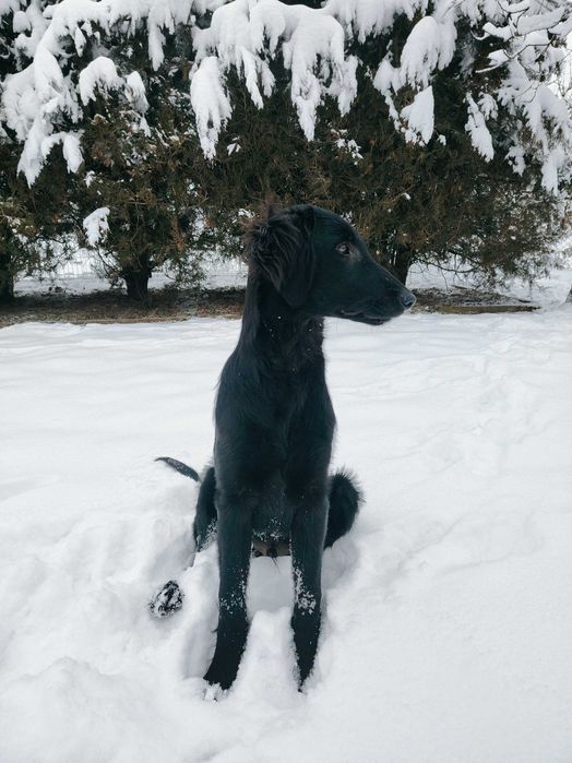 Flat Coated Retriever szczeniak 4 MIESIĄCE piesek - FCI -ZKwP