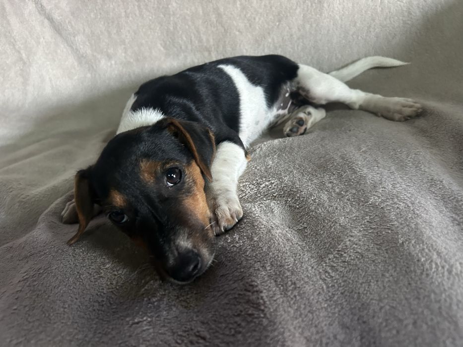 Jack russell terrier