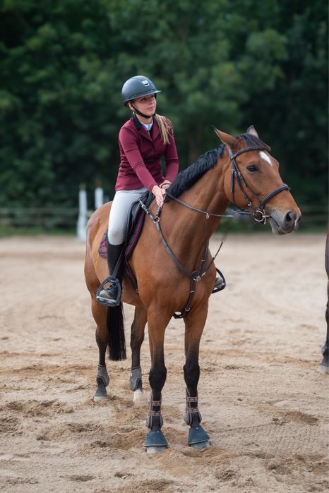 6 letni wałach do skoków