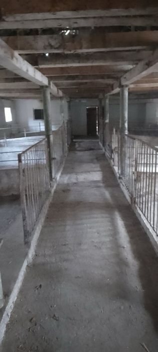 Ферма, корівник (колишній телятник)