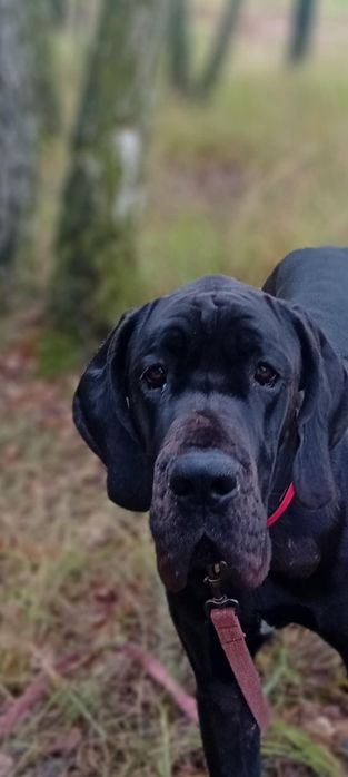 Dog niemiecki suczka