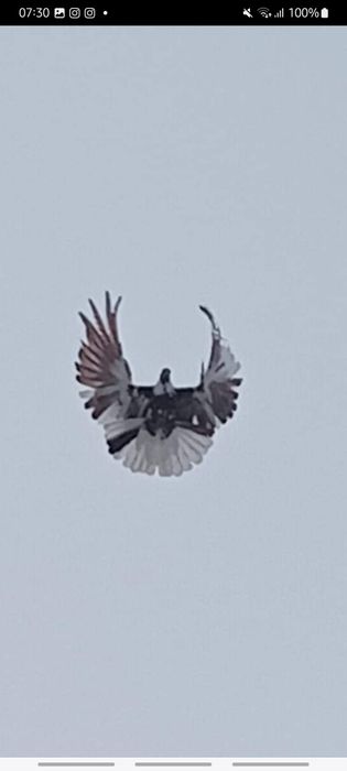 Vendo pombos brancos correios  de varias raças para soltar na  festa