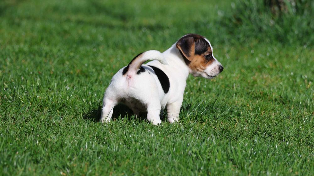 PIESEK  Jack Russell Terrier z hodowli "BREFIO"-do odbioru