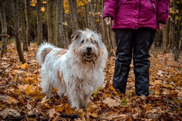 Piękna Suczka do adopcji! Sunia w typie rasy szuka Domku!