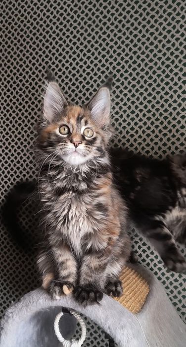 Котёнок Мейн Кун