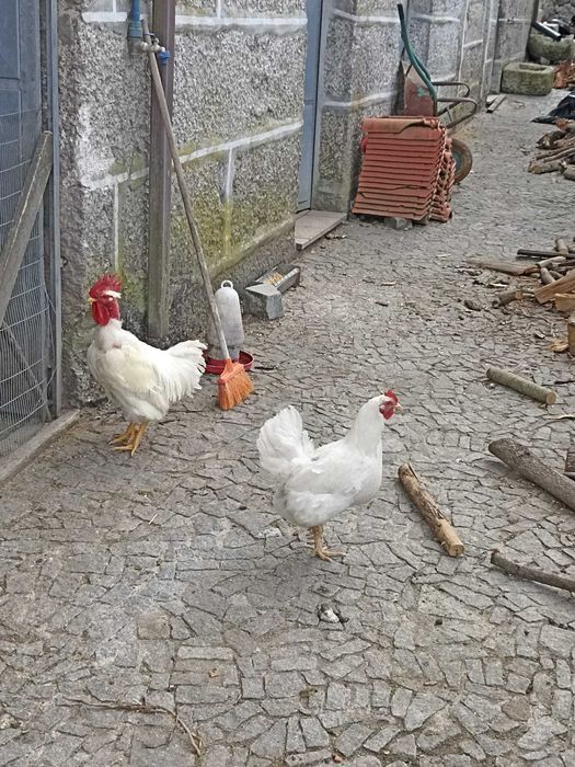 ovos para incubação Raça Branca
