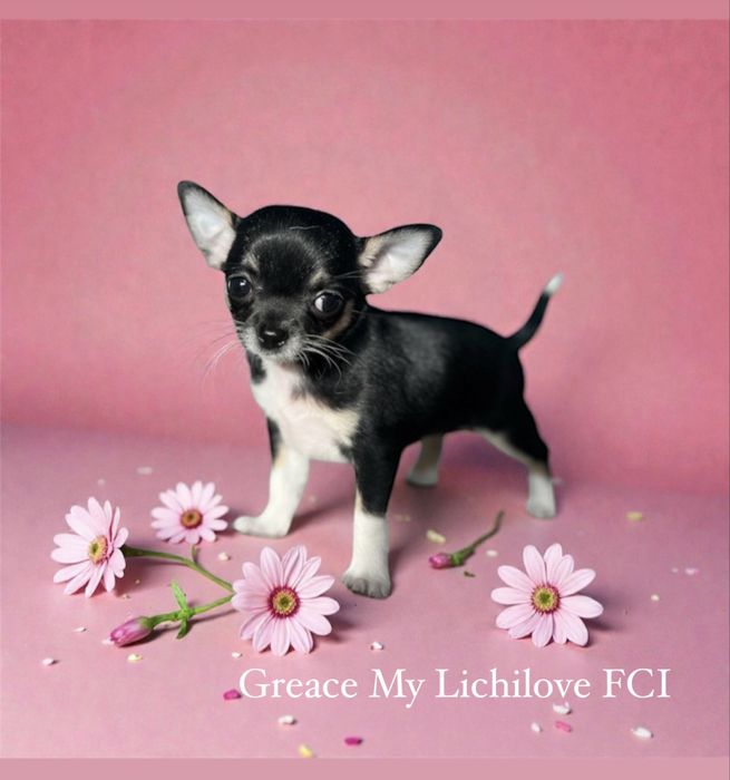 Chihuahua mini dziewczynka tricolor FCI