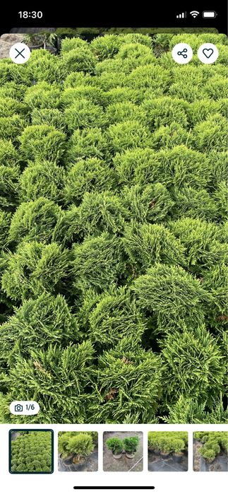 Sprzedam Th Danica  25-35 cm