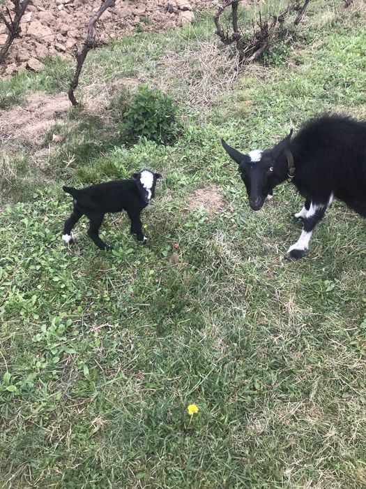 Продам козу первістку