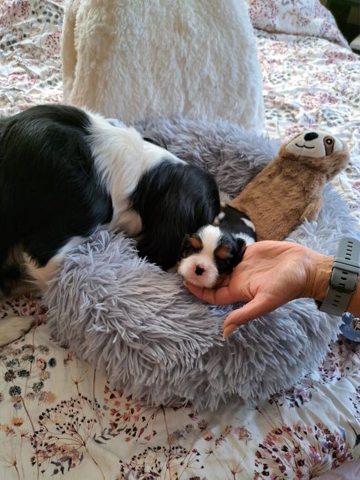 Cavalier King Charles Spaniel