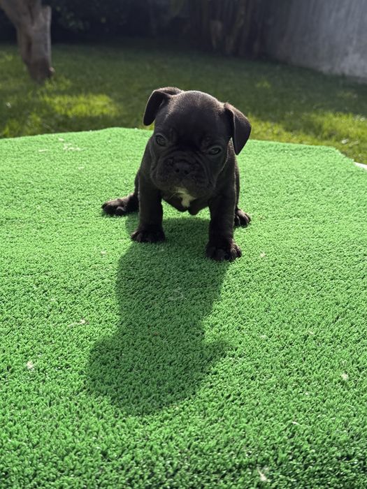 Bulldog frances Menina