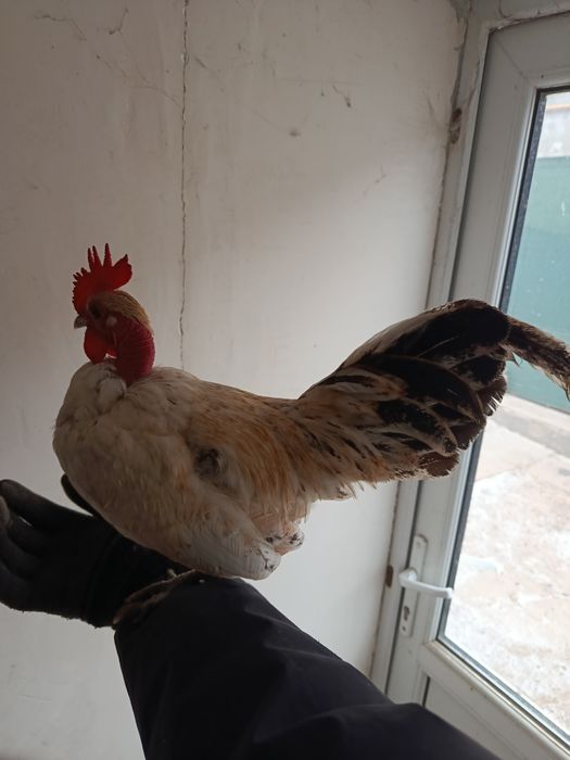 Куры лилипуты инкубационное яйцо