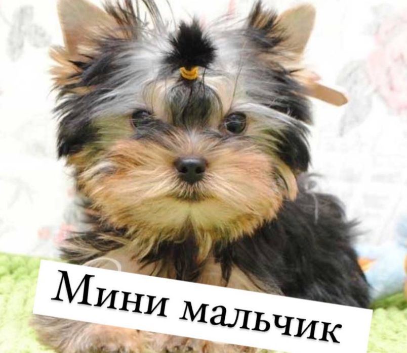 Йоркшерский терьер щенки