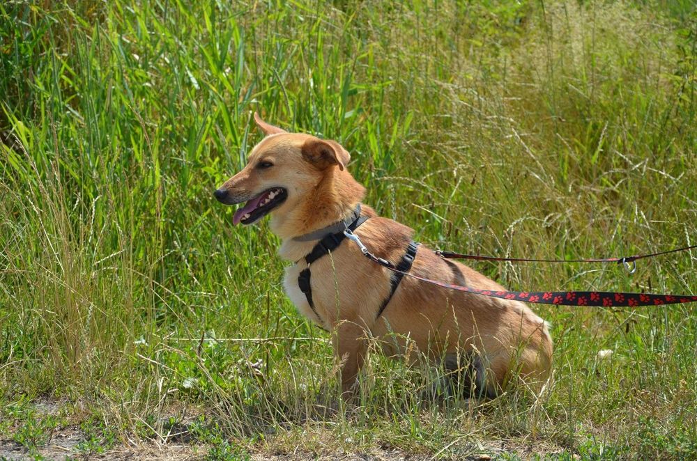 Dobby – około 2-letni psiak, który uczy się bliskości człowieka