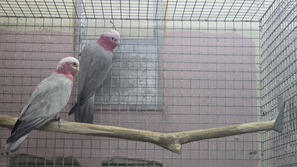 Araras, papagaios,cacatuas