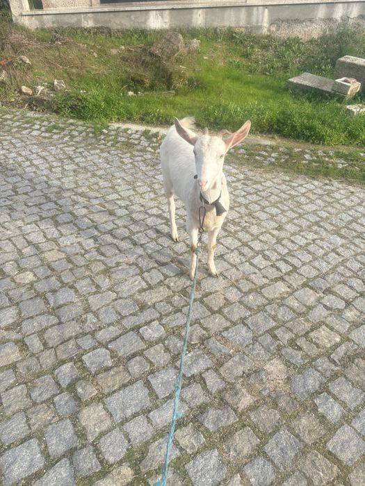 Cabra crusada sannen