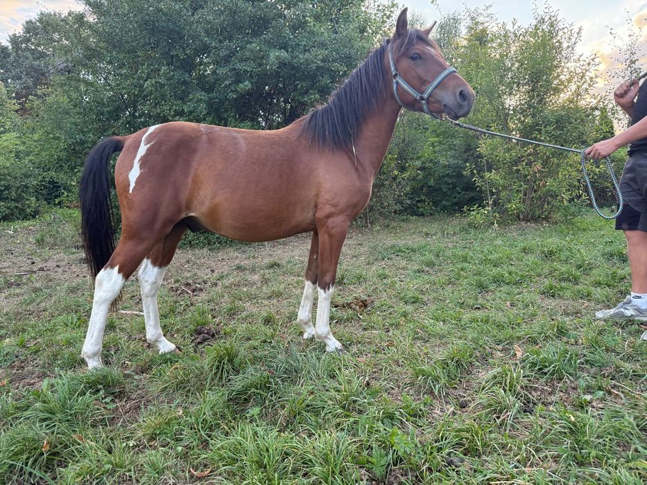 Wałach huculski 2,5 roku