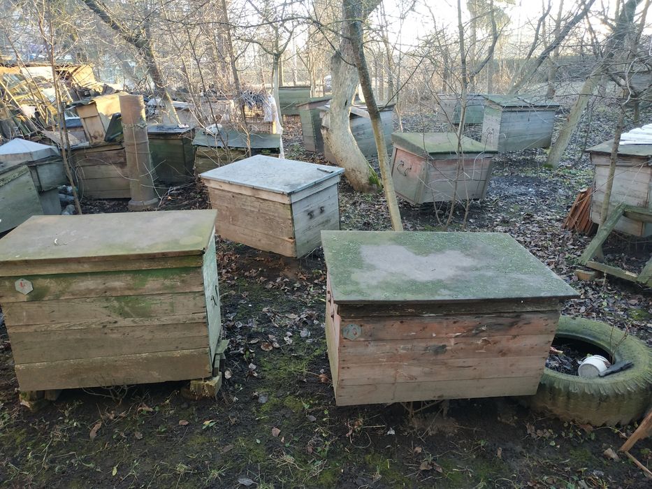 Продаються вулики