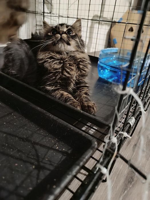 Шикарные котята  бесплатно