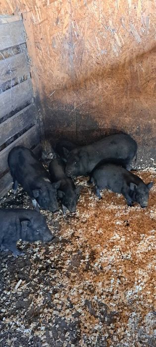 Вьетнамские поросята