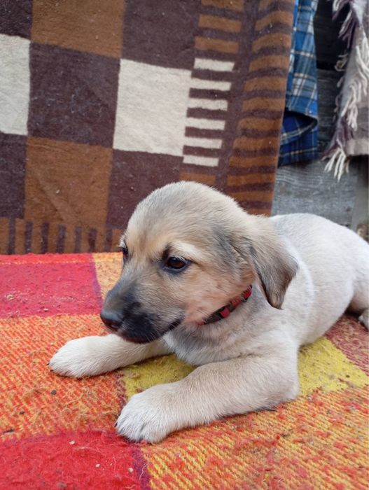 Гарненькі цуцики шукають родину